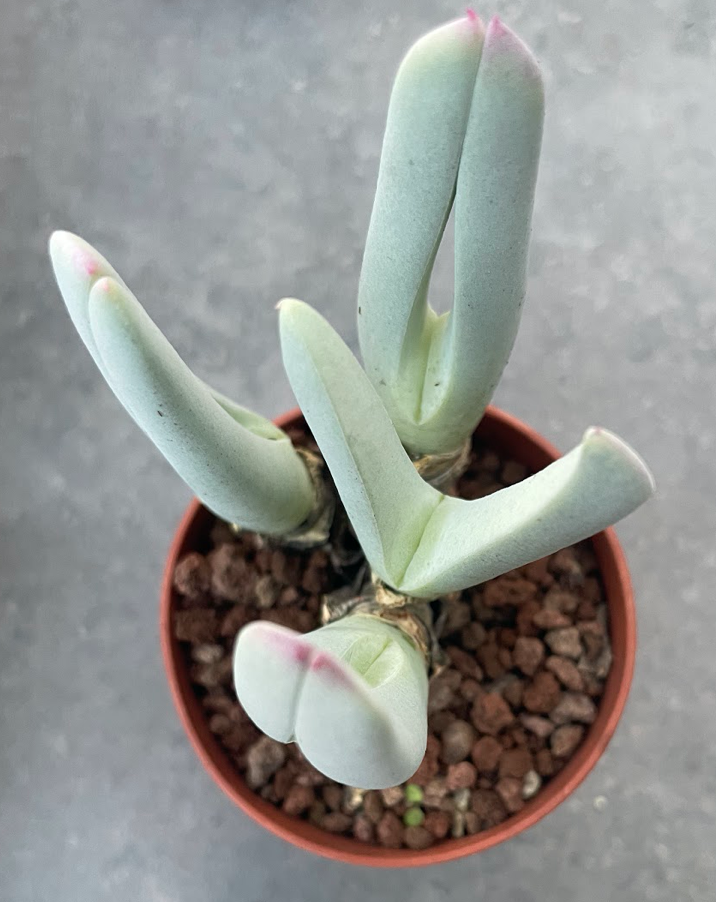 Cheiridopsis Denticulata