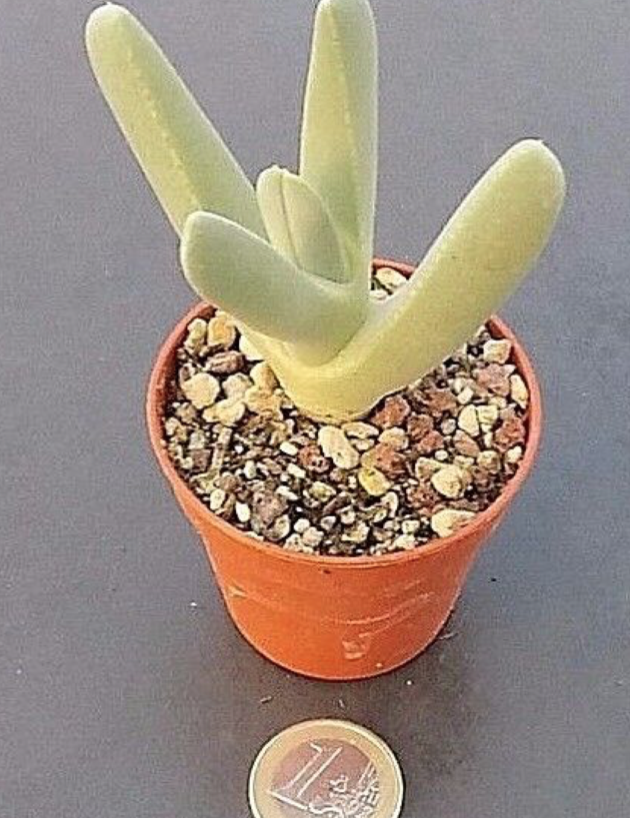 Cheiridopsis Denticulata