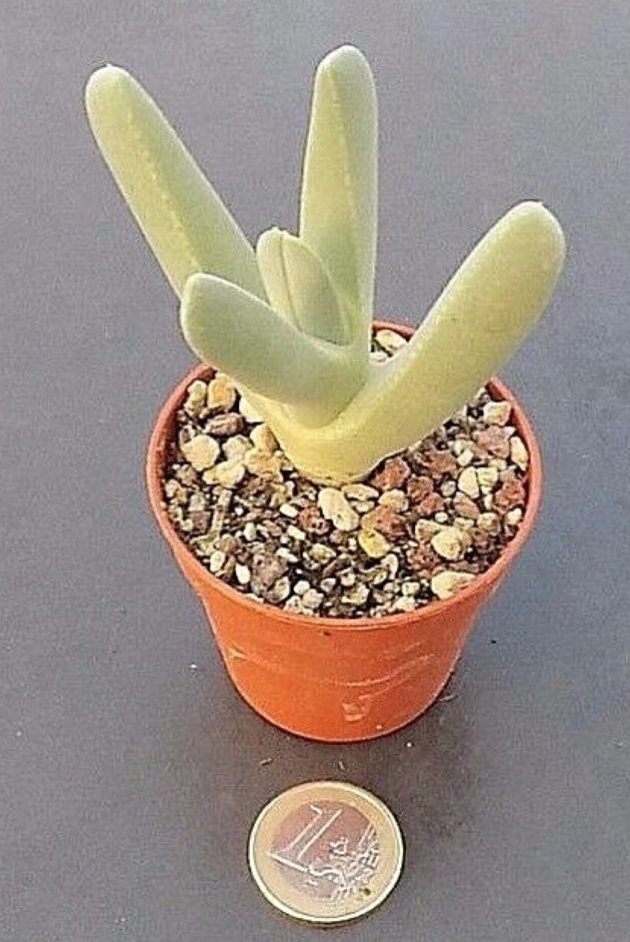 Cheiridopsis Denticulata