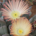 Cheiridopsis Denticulata