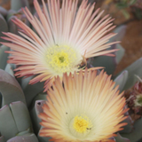 Cheiridopsis Denticulata