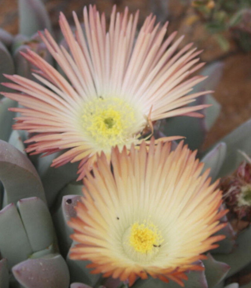Cheiridopsis Denticulata