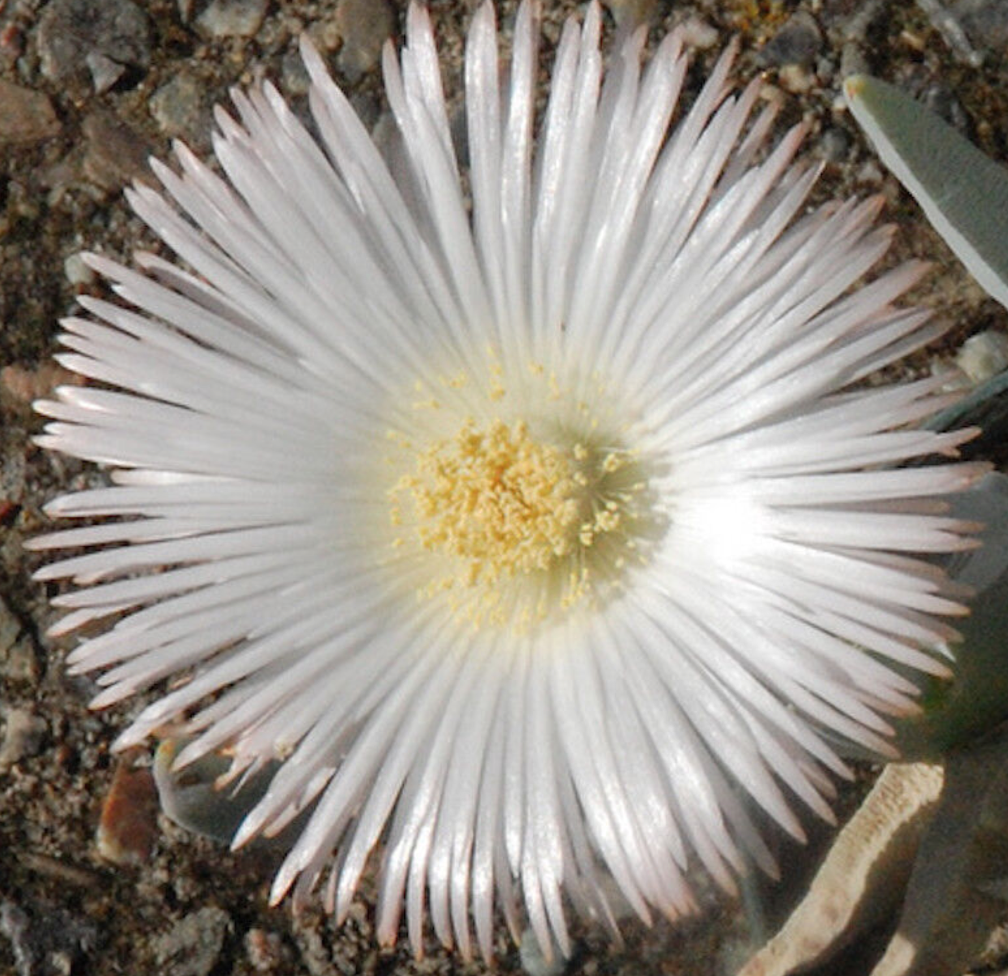 Cheiridopsis Denticulata