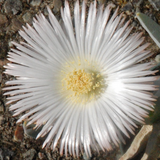 Cheiridopsis Denticulata