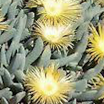 Cheiridopsis Denticulata