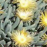 Cheiridopsis Denticulata