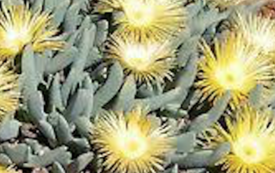Cheiridopsis Denticulata