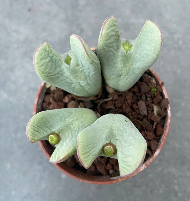conophytum chrystiansenianum