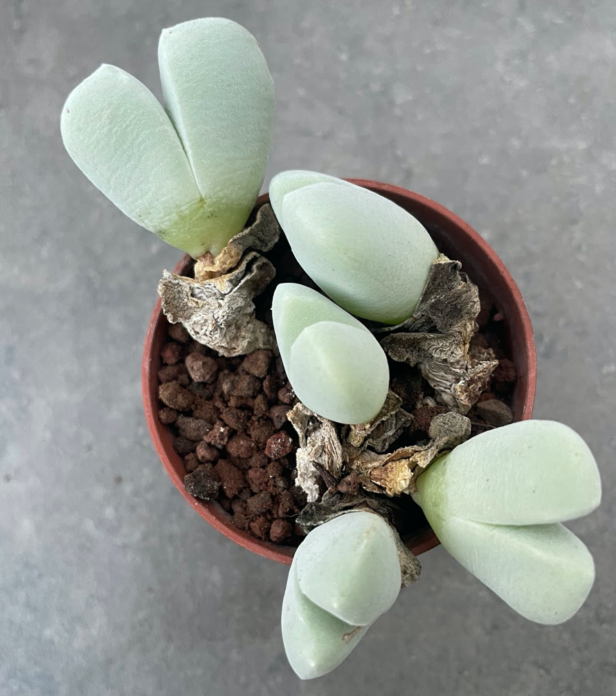 copnalophyllum parvibractesatum