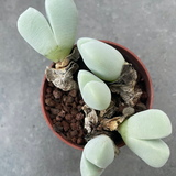 copnalophyllum parvibractesatum