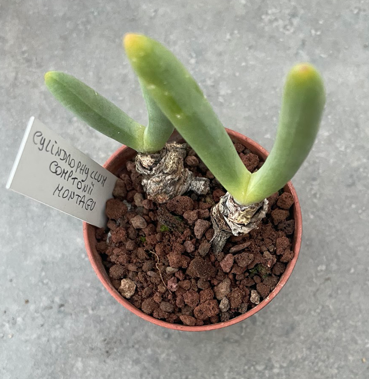Cylindrophyllum comptonii montagu