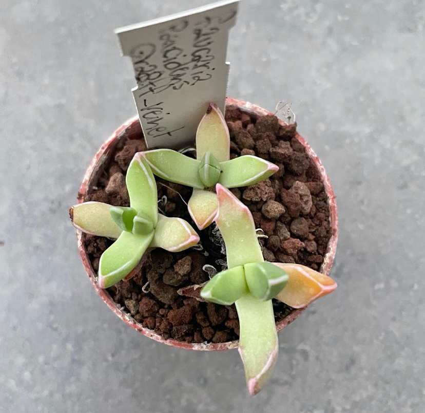 Faucaria paucidens Graaff - reinet