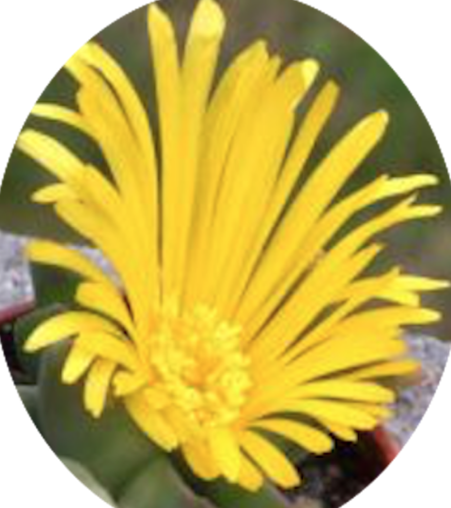 Glottiphyllum sp. welbedacht