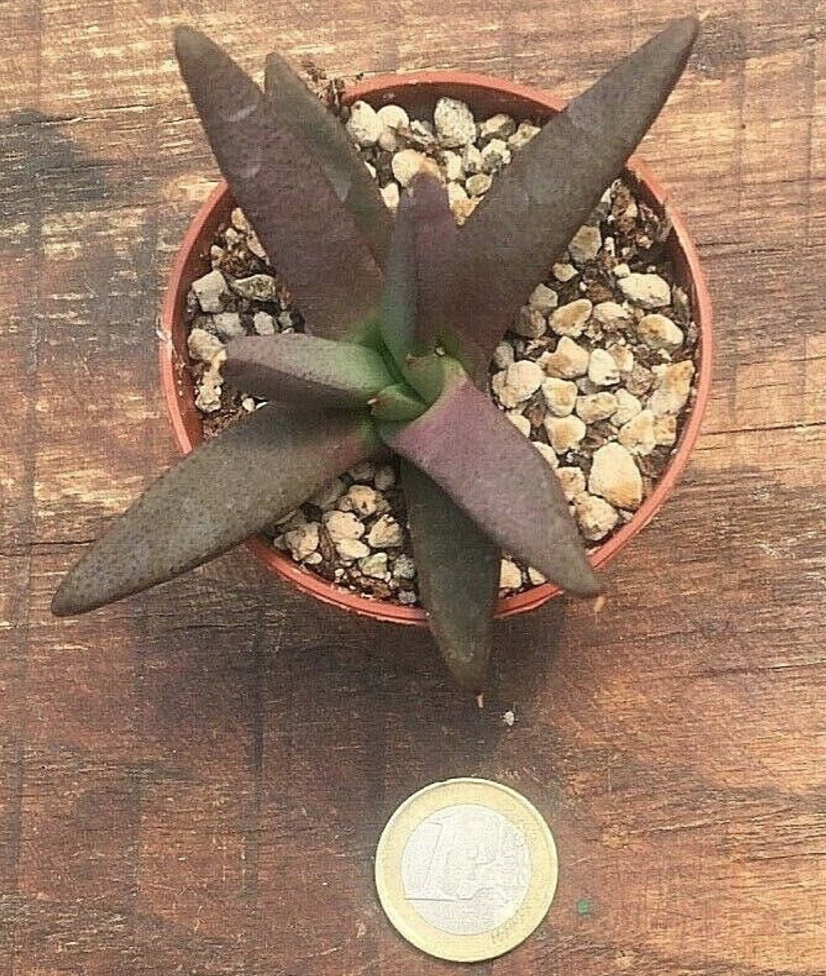 Glottiphyllum sp. welbedacht