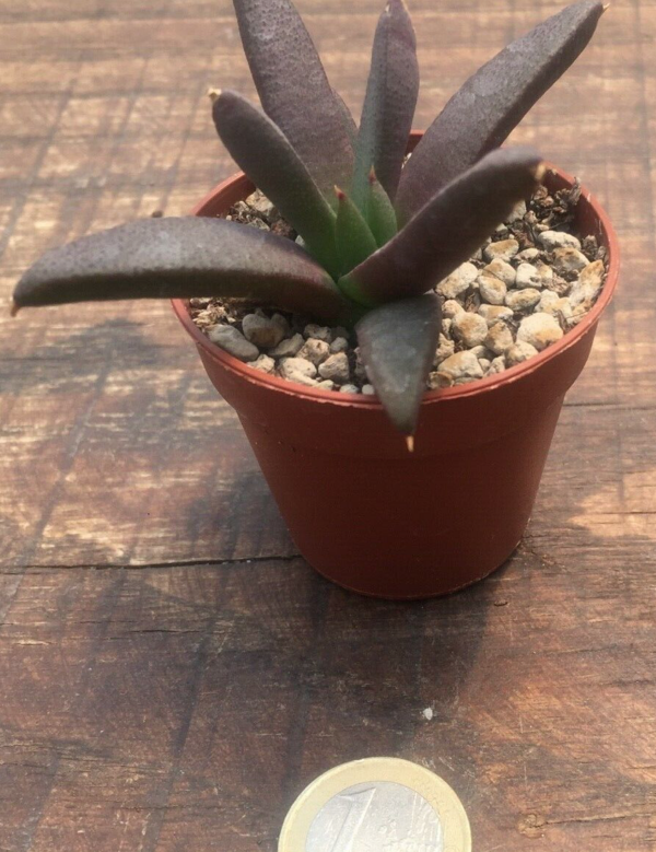 Glottiphyllum sp. welbedacht