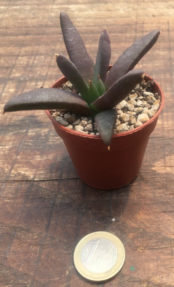 Glottiphyllum sp. welbedacht
