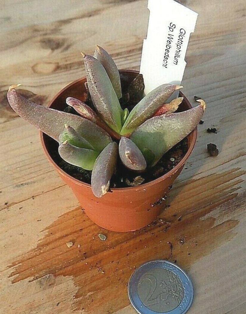 Glottiphyllum sp. welbedacht