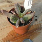Glottiphyllum sp. welbedacht