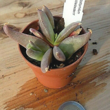 Glottiphyllum sp. welbedacht