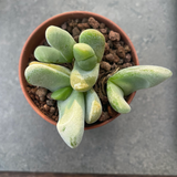 Glottiphyllum oligocarpum sl. 84 102