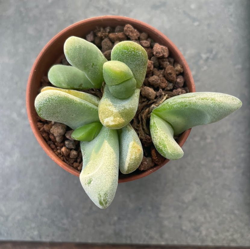 Glottiphyllum oligocarpum sl. 84 102