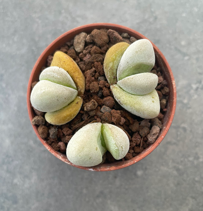 Glottiphyllum oligocarpum