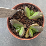 Glottiphyllum pygmaeum willowmore