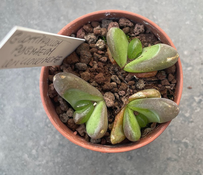 Glottiphyllum pygmaeum willowmore
