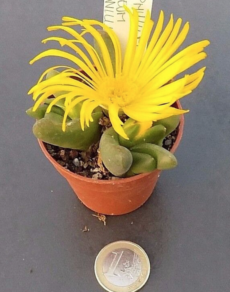 Glottiphyllum pygmaeum willowmore