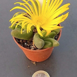 Glottiphyllum pygmaeum willowmore