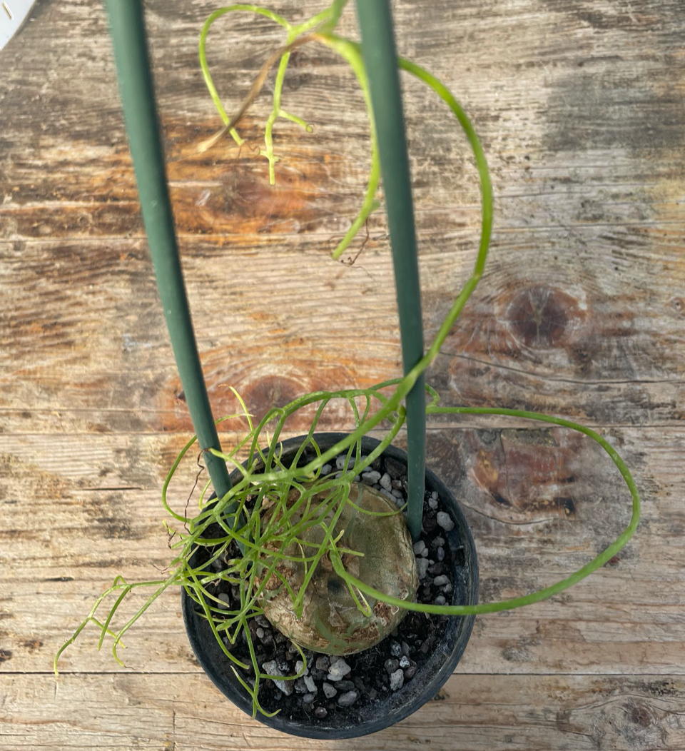 Bowiea volubilis