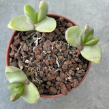 Glottiphyllum linguiforme klein doringriver