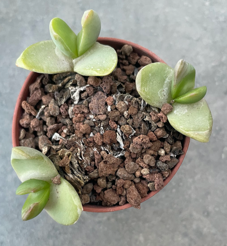Glottiphyllum linguiforme klein doringriver