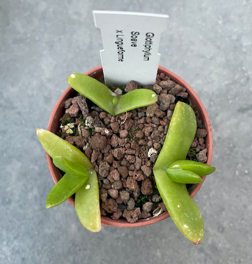 Glottiphyllum soave x linguiforme