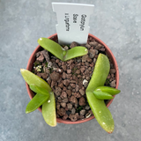 Glottiphyllum soave x linguiforme