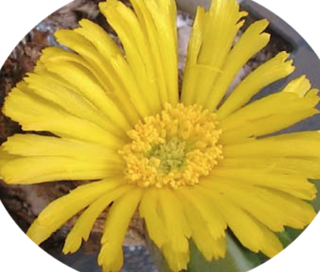 glottiphyllum sp. rooinek pass