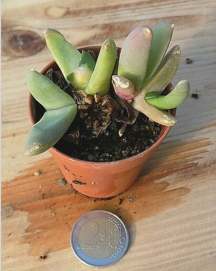 glottiphyllum sp. rooinek pass