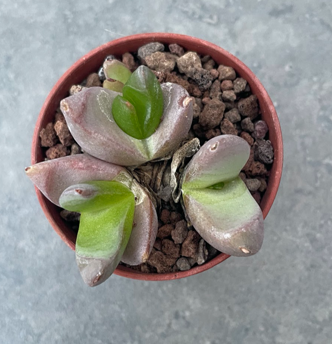 Glottiphyllum suave sl 84/357