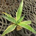 Agave desmettiana variegata cm. 13/15