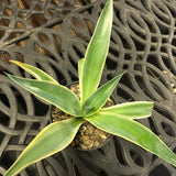 Agave desmettiana variegata cm. 13/15
