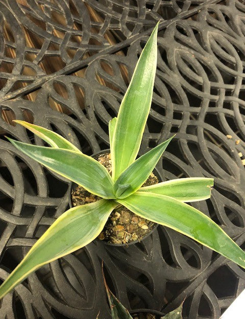 Agave desmettiana variegata cm. 13/15