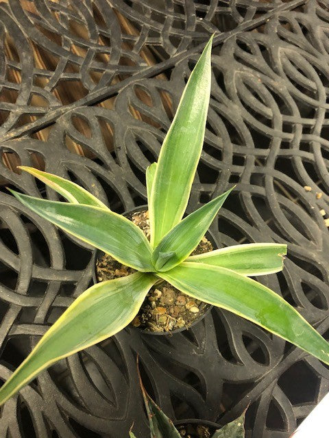 Agave desmettiana variegata cm. 13/15