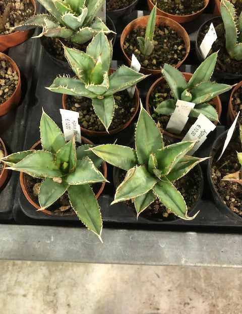 Agave Titanota cm. 10/12