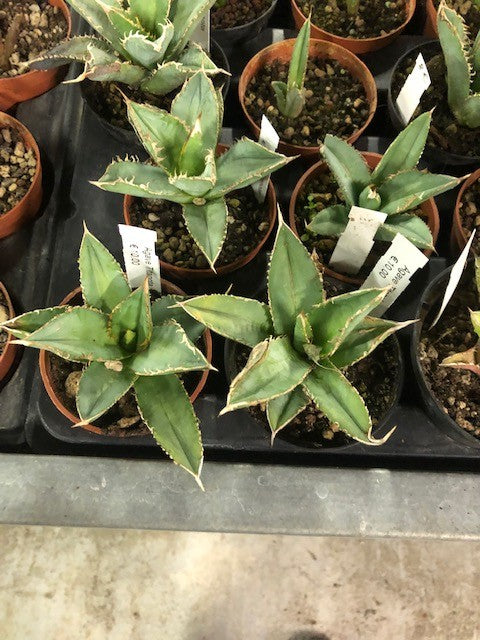 Agave Titanota cm. 10/12
