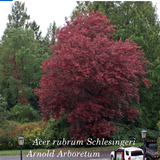 Acer Rubrum Schlesingeri cm. 40/60