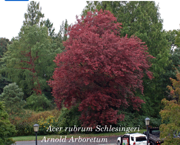 Acer Rubrum Schlesingeri cm. 40/60