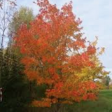 Acer Rubrum Schlesingeri cm. 40/60