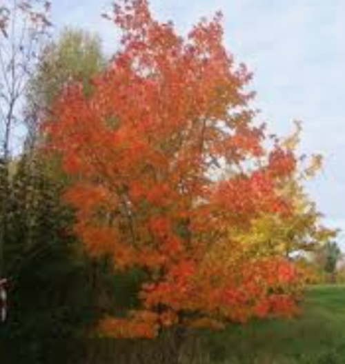 Acer Rubrum Schlesingeri cm. 40/60