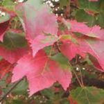 Acer Rubrum Schlesingeri cm. 40/60