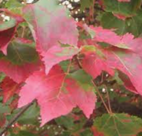 Acer Rubrum Schlesingeri cm. 40/60